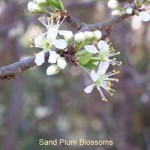 Sand Plum Blossoms
