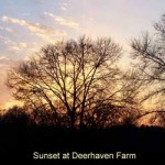 Deerhaven Sunset